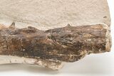 Fossil Mosasaur (Tethysaurus) Jaw - Asfla, Morocco #215139-2